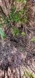 Plants: image 49 Of 208 Thumb